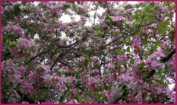 Blossoming cherry tree