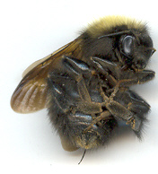 frozen bee