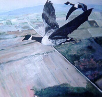 Canada Geese