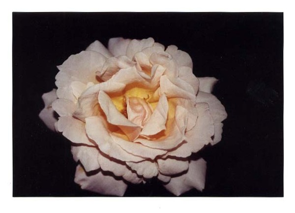 Rose in the Dark