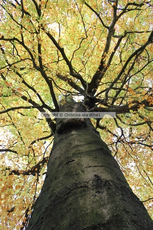 Treetop from Below