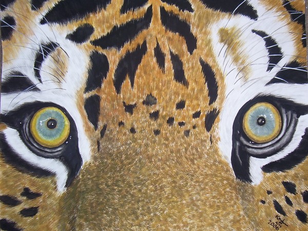 Tiger close up