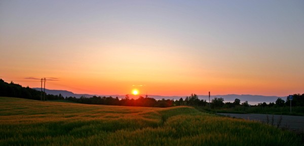 Sunset in the cornfield