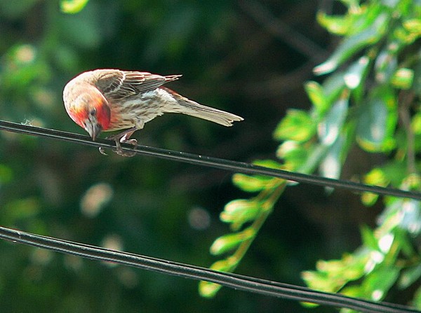 Finch