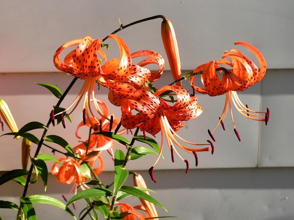 Tiger Lily