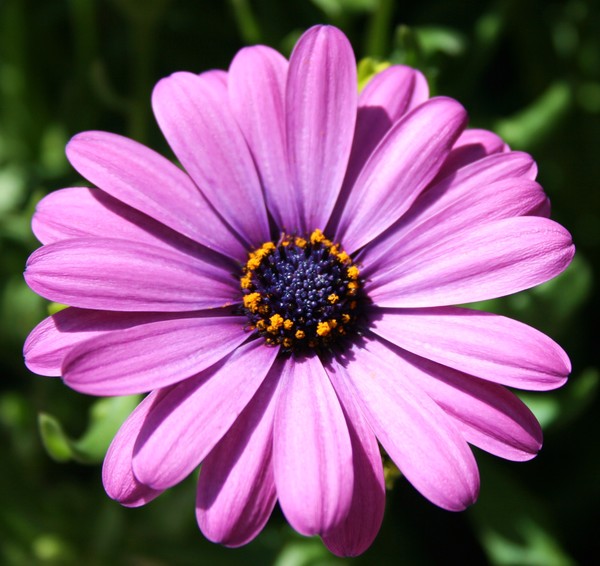 African Daisy 1