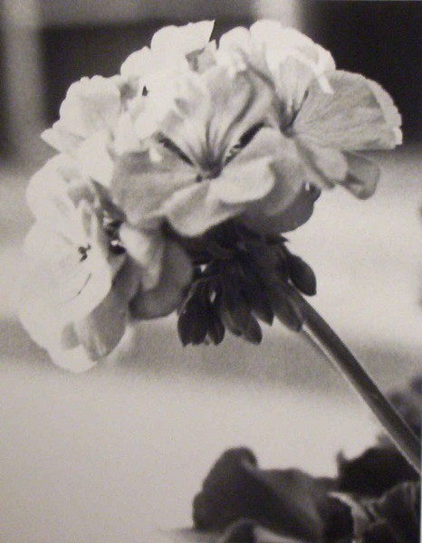 blooming