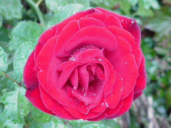 This rose cries...
