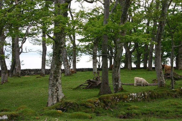 Trees