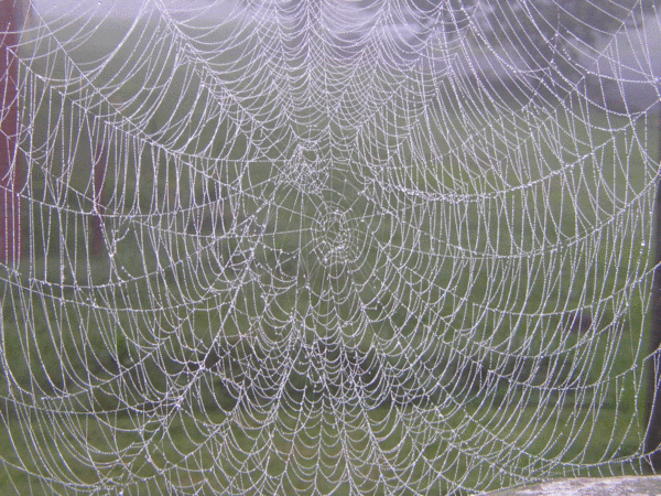 Arachnology