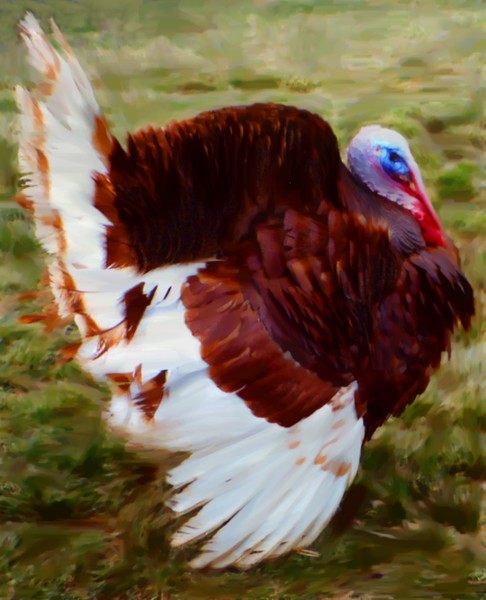 Turkey Portrait