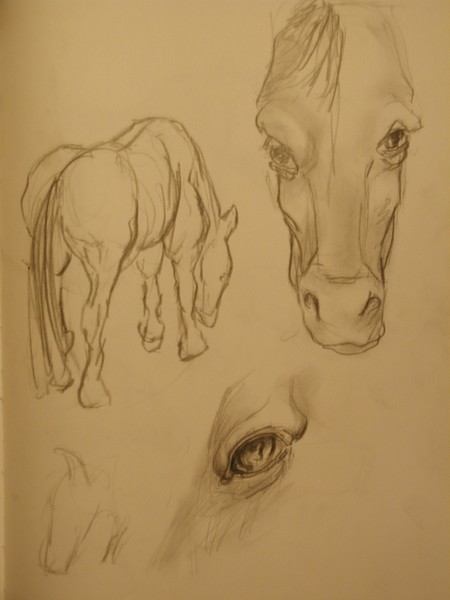 Horse Observation