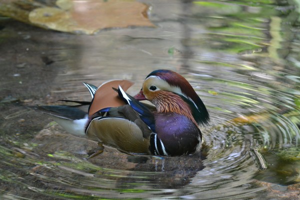 Mandarin Duck