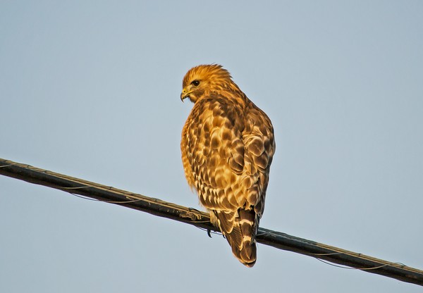 Hawk