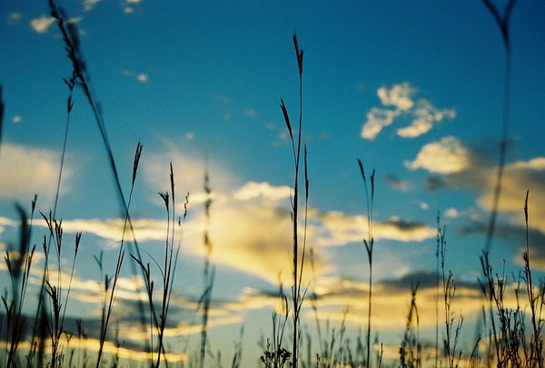 sunrise in a wheat field