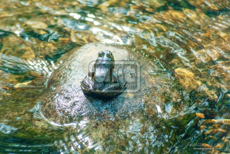 A Bullfrog On a Rock In a River P5012