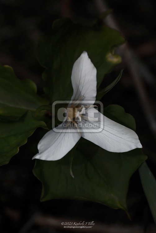 Trillium P3778