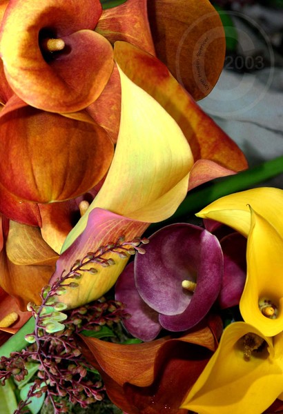 The Colorful Calla