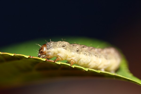 Caterpilla.