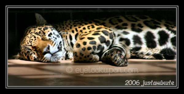 Sunny Napping