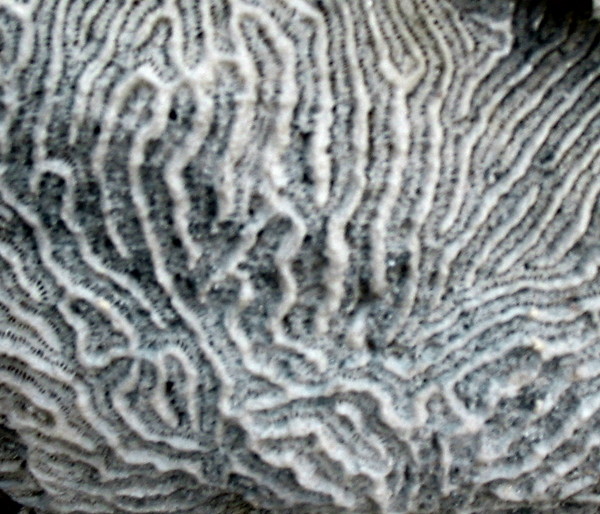 Coral Fossil