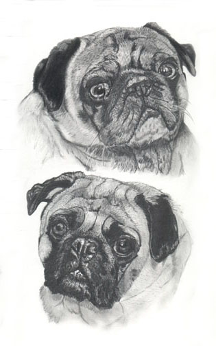 Portrait of two Pugs