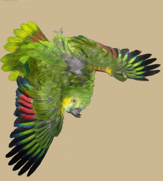 Amado Displaying