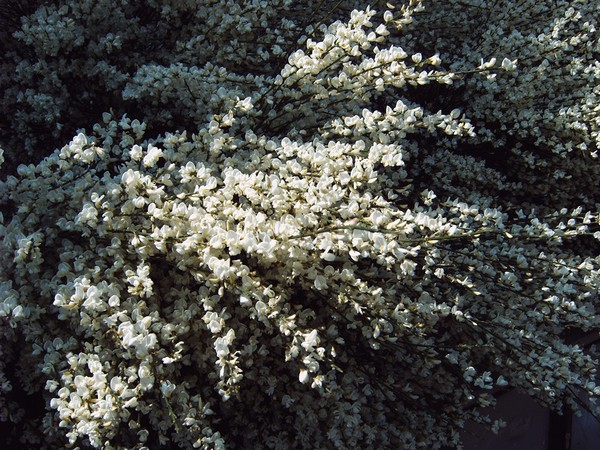 Flowery curtain