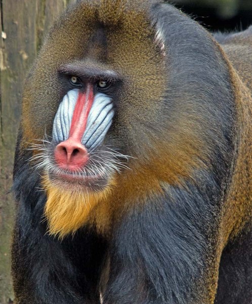 Mandrill, Alpha Male