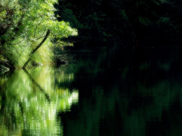 Down by the Pond