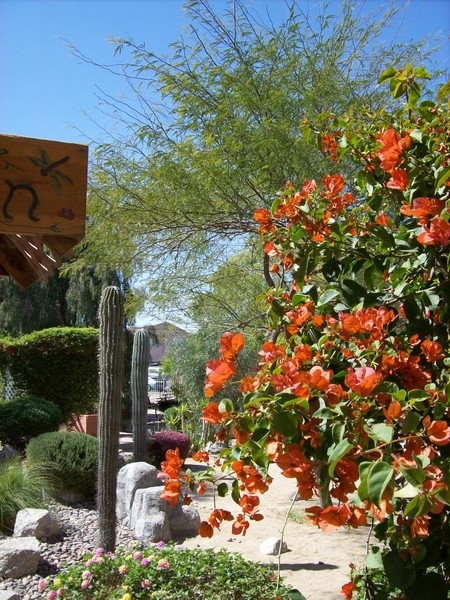 CACTUS GARDEN