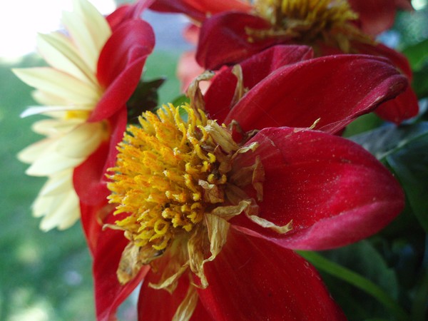 Macro Flower II
