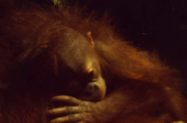 Baby Bornean Orangutan