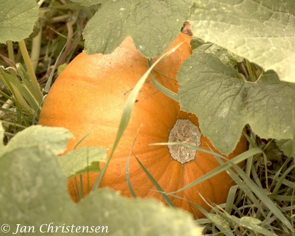 Pumpkins Already?