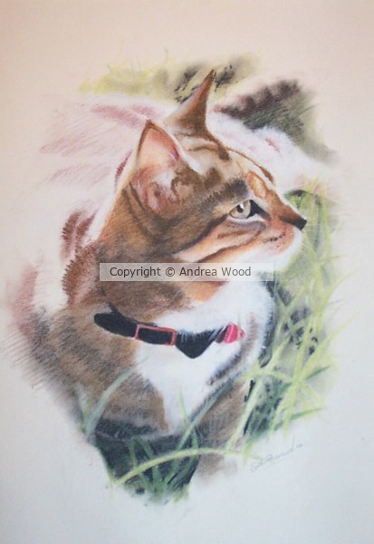 Andy's cat