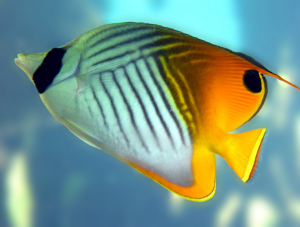 Jewel of the Ocean
