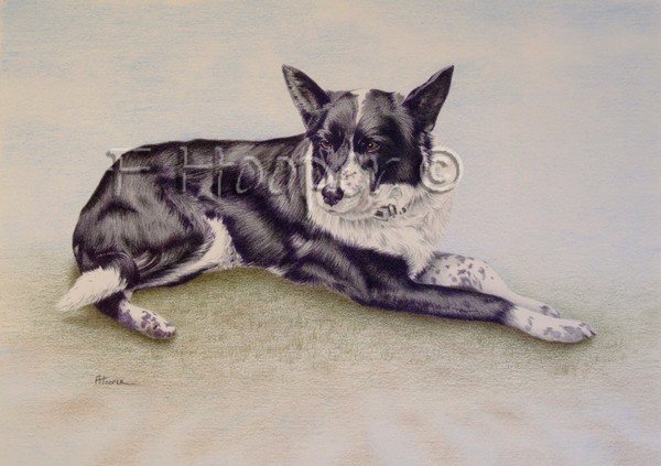 Kye - collie