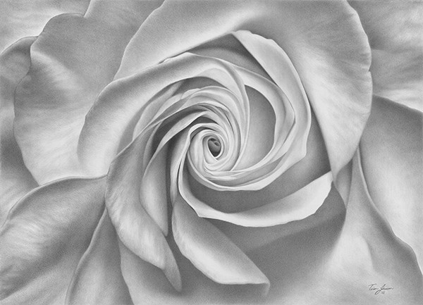 White Rose