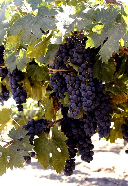 Cluster of Grapes