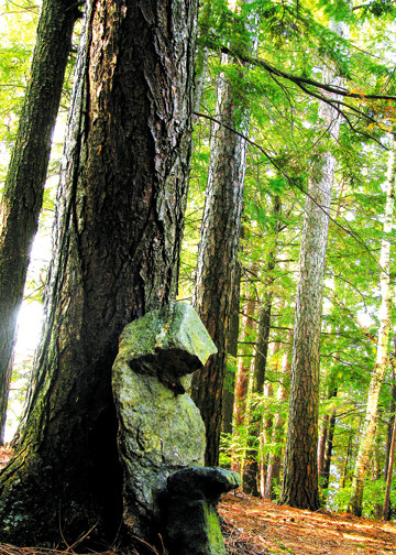 Between a Rock & a Hard Place