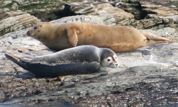 Harbor Seals