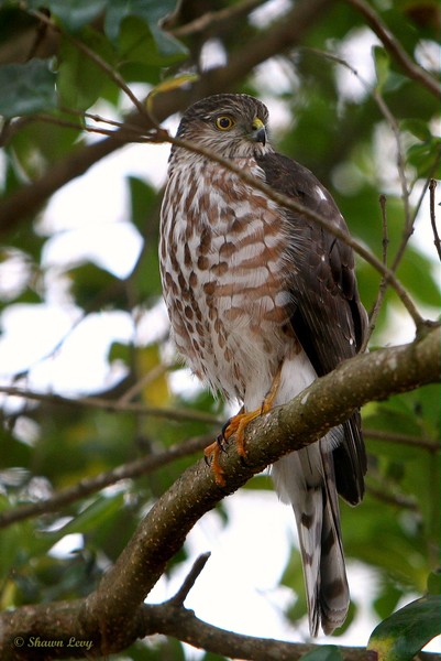 Young Hunter