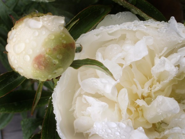 peony