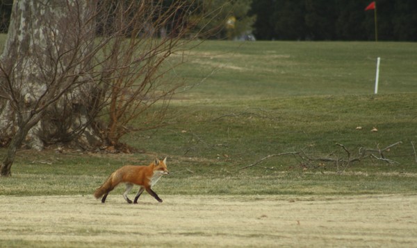 Haines Point Foxes
