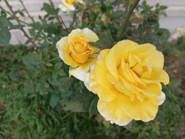 Yellow Roses