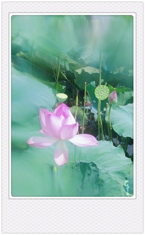 Summer's Memory