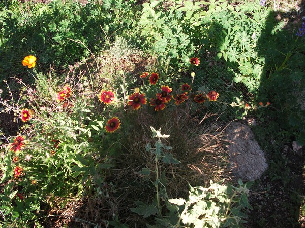 Flowers in Arizona