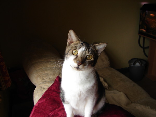 Wilf the Cat