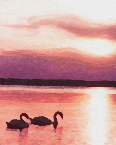 Swans At Sunset