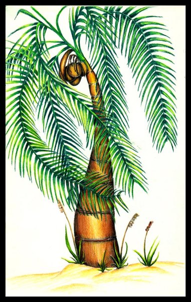 Take a Break Palm